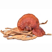 reishi mushroom Lingzhi Ganoderma Lucidum